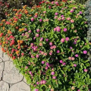 Lantana Athens Rose Live Plants - Set of 2, 4-6