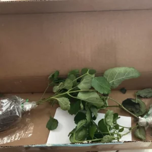 Lantana Athens Rose Live Plants - Set of 2, 4-6