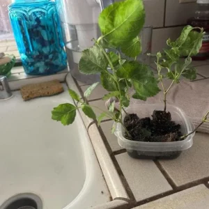 Lantana Athens Rose Live Plants - Set of 2, 4-6