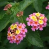 Lantana Ham & Eggs Live Plant 3-Pack - 4-6" Tall - Pollinator Friendly - Image 1