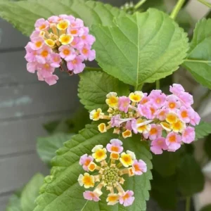 Lantana Ham & Eggs Live Plant 3-Pack - 4-6