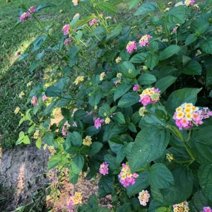 Lantana Ham & Eggs Live Plant 3-Pack - 4-6