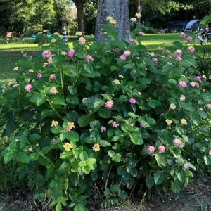 Lantana Ham & Eggs Live Plant 3-Pack - 4-6