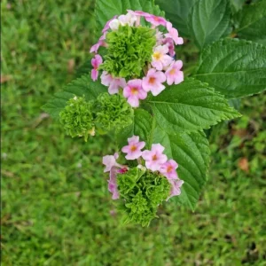 Lantana Ham & Eggs Live Plant 3-Pack - 4-6