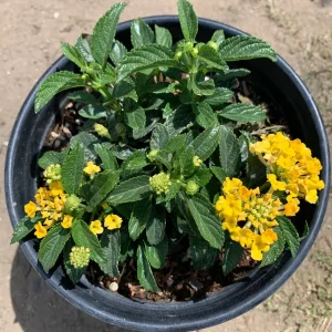 Lantana Lemon Zest Live Plant – 6 Inch Pot – Yellow Flowers – Outdoor Shrub - Image 2