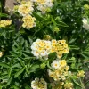Lantana Light Yellow Live Plant – 1 Gallon Pot – Outdoor Shrub - Image 1