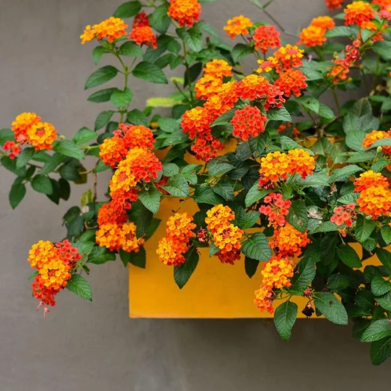 Lantana Live Plant – 4 Inch Pot – Colorful Flowering Shrub for Garden & Containers - Image 3