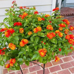 Lantana Live Plant – 4 Inch Pot – Colorful Flowering Shrub for Garden & Containers - Image 4
