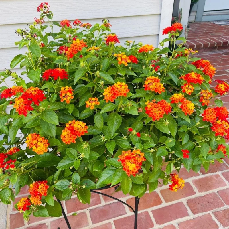 Lantana Live Plant – 4 Inch Pot – Colorful Flowering Shrub for Garden & Containers - Image 4