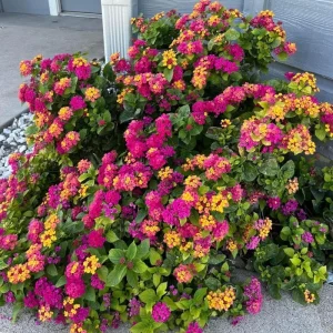 Lantana Live Plant – 4 Inch Pot – Colorful Flowering Shrub for Garden & Containers - Image 5