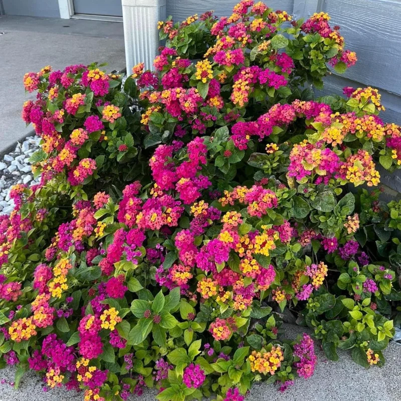 Lantana Live Plant – 4 Inch Pot – Colorful Flowering Shrub for Garden & Containers - Image 5