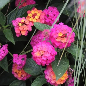 Lantana Live Plant – 4 Inch Pot – Colorful Flowering Shrub for Garden & Containers - Image 6
