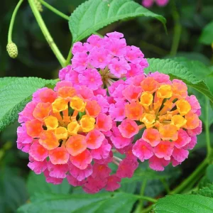 Lantana Live Plant – 4 Inch Pot – Colorful Flowering Shrub for Garden & Containers - Image 7