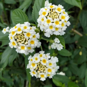 Lantana Live Plant – 4 Inch Pot – Colorful Flowering Shrub for Garden & Containers - Image 8