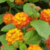 Lantana Live Plant – 4 Inch Pot – Colorful Flowering Shrub for Garden & Containers - Image 1