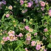 Lantana Old Fashion Pink Live Plant – 6 inch Pot – Full Sun Outdoor Shrub - Image 1