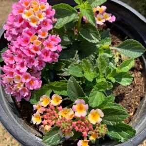 Lantana Pink Improve Live Plant - 6-inch Pot - Outdoor Flower - Image 1