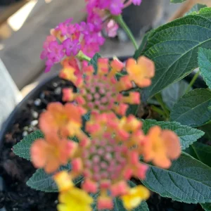 Lantana Rose Live Plant – Vibrant Bush for Outdoor Gardens – 1 Gallon Pot - Image 2