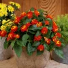 Lantana Salsa Live Plants - Set of 2, 4-6" Tall, Butterfly & Pollinator Friendly Outdoor Flower Plant - Image 1