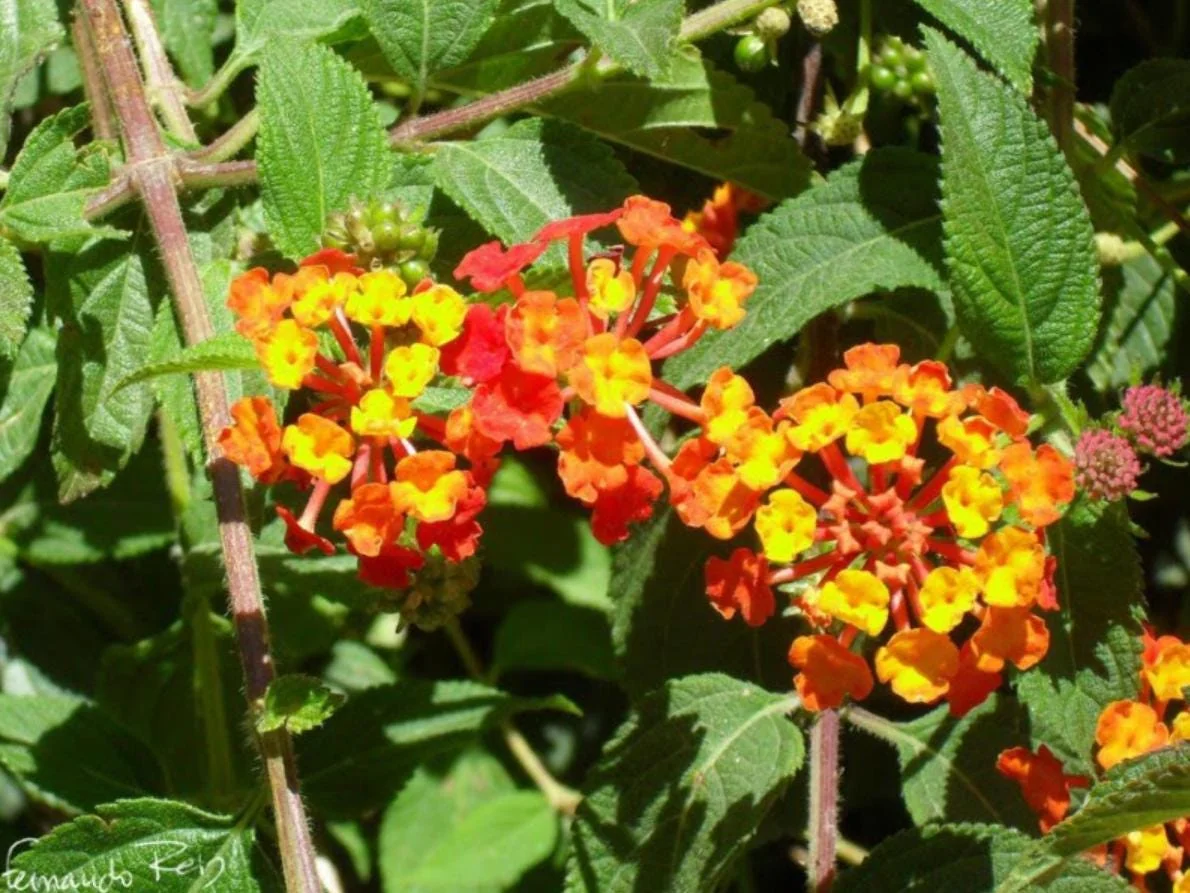 Lantana Salsa Live Plants - Set of 2, 4-6" Tall, Butterfly & Pollinator Friendly Outdoor Flower Plant - Image 3