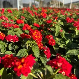 Lantana Salsa Live Plants - Set of 2, 4-6