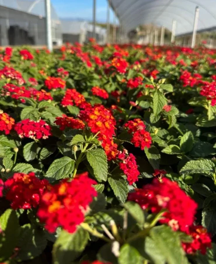 Lantana Salsa Live Plants - Set of 2, 4-6" Tall, Butterfly & Pollinator Friendly Outdoor Flower Plant - Image 4