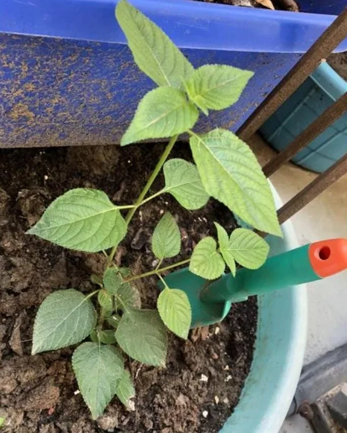 Lantana Salsa Live Plants - Set of 2, 4-6" Tall, Butterfly & Pollinator Friendly Outdoor Flower Plant - Image 5