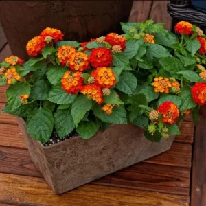 Lantana Salsa Live Plants - Set of 2, 4-6