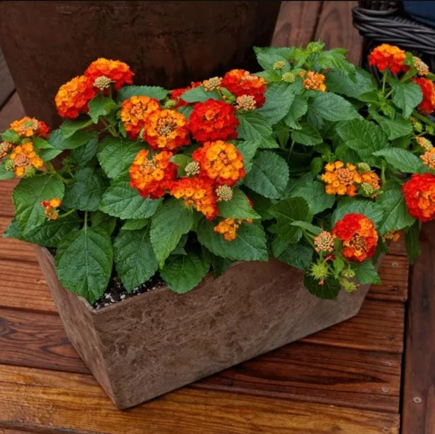 Lantana Salsa Live Plants - Set of 2, 4-6" Tall, Butterfly & Pollinator Friendly Outdoor Flower Plant - Image 6