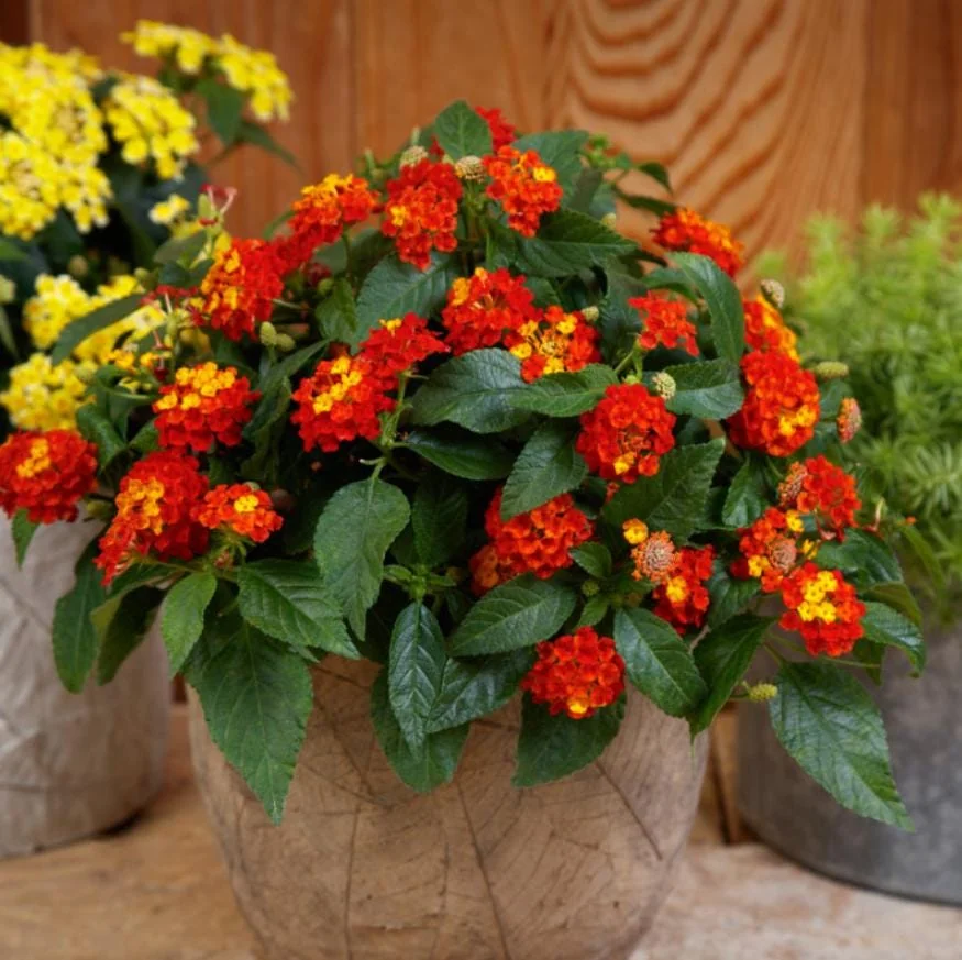 Lantana Salsa Live Plants - Set of 2, 4-6" Tall, Butterfly & Pollinator Friendly Outdoor Flower Plant - Image 1