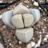 Lapidaria Margaretae Karoo Rose Live Plant – 2 inch Pot Succulent - Image 1