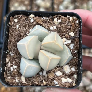 Lapidaria Margaretae Karoo Rose Live Plant – 2 inch Pot Succulent - Image 2