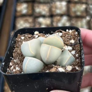 Lapidaria Margaretae Karoo Rose Live Plant – 2 inch Pot Succulent - Image 3