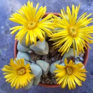 Lapidaria margaretae Seeds - Rare Living Stone Mesembs Cactus Seeds - 30 Seeds - Image 2