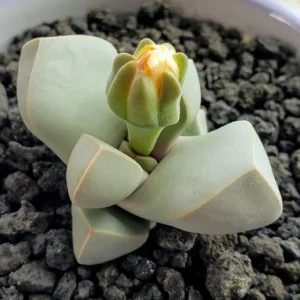 Lapidaria margaretae Seeds - Rare Living Stone Mesembs Cactus Seeds - 30 Seeds - Image 3