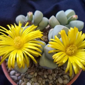 Lapidaria margaretae Seeds - Rare Living Stone Mesembs Cactus Seeds - 30 Seeds - Image 4