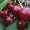 Lapins Cherry Tree Live Plant - 3-4 ft Tall - Sweet Self-Pollinating Fruit Tree - Image 1