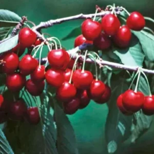 Lapins Sweet Cherry Tree Live Plant - Self-Pollinating Fruit Tree - Up to 3ft Tall - Outdoor - Image 1