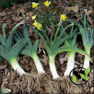 Large American Flag Leek Seeds - Non-GMO Heirloom Vegetable Seeds - Image 2