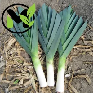 Large American Flag Leek Seeds - Non-GMO Heirloom Vegetable Seeds - Image 3