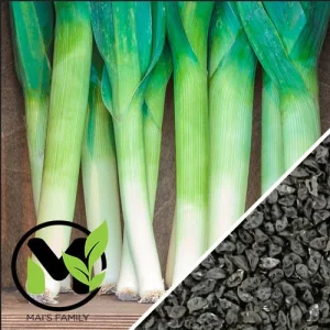 Large American Flag Leek Seeds - Non-GMO Heirloom Vegetable Seeds - Image 1