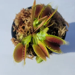 Large Big Mouth Venus Flytrap Live Plant - Carnivorous Plant in 3 inch Pot - Image 1