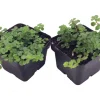 Large Leaf Baby Tears Live Plant - Pilea depressa - 2 Plants 2-inch Pots - Image 1