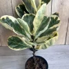 Large Variegated Fiddle Leaf Fig Live Plant - Ficus Lyrata 'Variegata' in 6" Pot - Image 1
