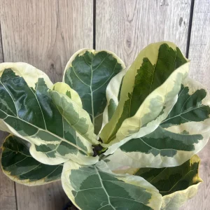Large Variegated Fiddle Leaf Fig Live Plant - Ficus Lyrata 'Variegata' in 6