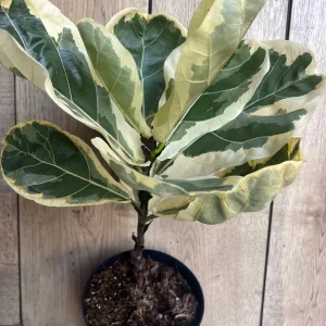 Large Variegated Fiddle Leaf Fig Live Plant - Ficus Lyrata 'Variegata' in 6