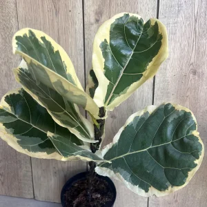 Large Variegated Fiddle Leaf Fig Live Plant - Ficus Lyrata 'Variegata' in 6