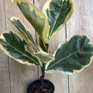 Large Variegated Fiddle Leaf Fig Live Plant - Ficus Lyrata 'Variegata' in 6