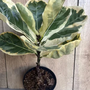 Large Variegated Fiddle Leaf Fig Live Plant - Ficus Lyrata 'Variegata' in 6