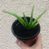 Larger Aloe Vera Live Plant – 4 inch Pot – Indoor Succulent - Image 1